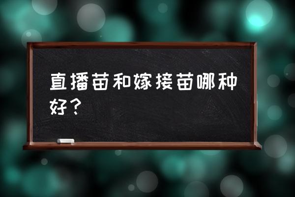 实生苗的缺点 直播苗和嫁接苗哪种好？