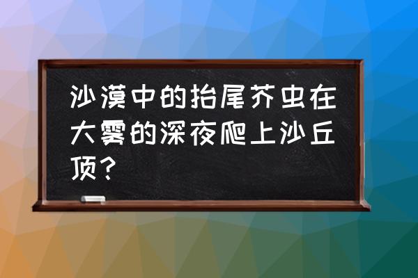 沙漠中寻找水源的方法正确的是 沙漠中的抬尾芥虫在大雾的深夜爬上沙丘顶？