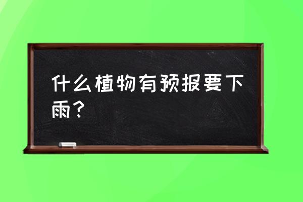 能预报天气的植物是怎样预报的 什么植物有预报要下雨？