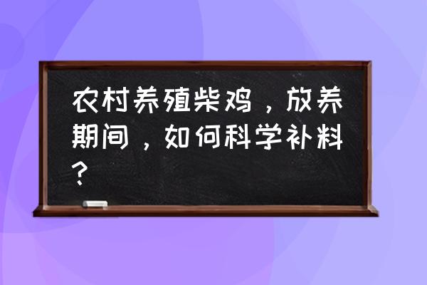 纯柴鸡怎么养最好 农村养殖柴鸡，放养期间，如何科学补料？