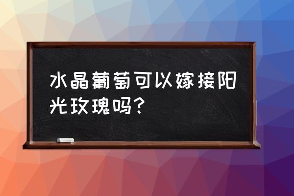 葡萄绿枝嫁接绿枝的好处 水晶葡萄可以嫁接阳光玫瑰吗？