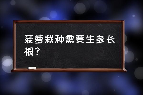 怎么样快速让菠萝生根 菠萝栽种需要生多长根？