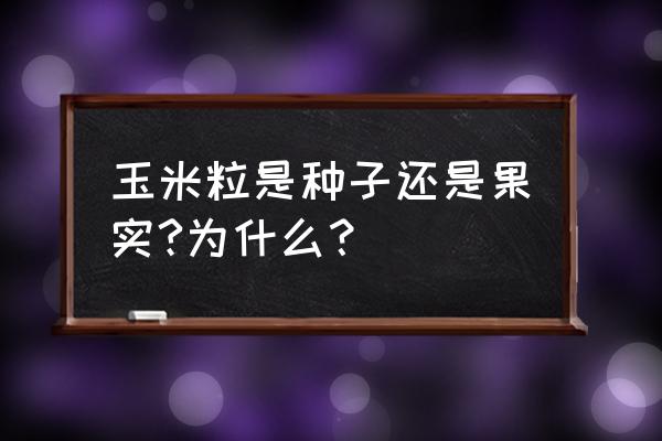 玉米是一粒种子还是一个果实 玉米粒是种子还是果实?为什么？