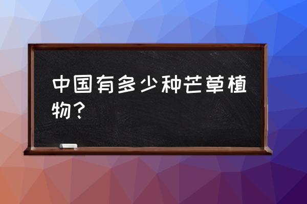 开封大盆细叶芒怎么养护 中国有多少种芒草植物？