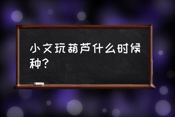 葫芦种子能不能直接种 小文玩葫芦什么时候种？