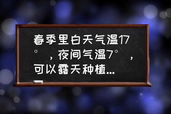 拱棚黄瓜最好吃的做法 春季里白天气温17°，夜间气温7°，可以露天种植黄瓜吗？应该怎么操作和采取哪些措施？