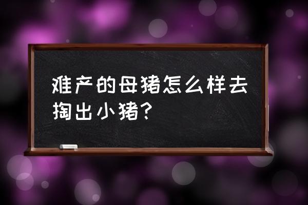 母猪难产有什么土办法 难产的母猪怎么样去掏出小猪？