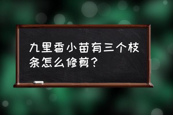 剪对称大树教程 九里香小苗有三个枝条怎么修剪？