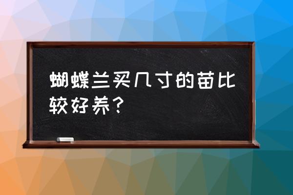 育苗容器多大的最好 蝴蝶兰买几寸的苗比较好养？