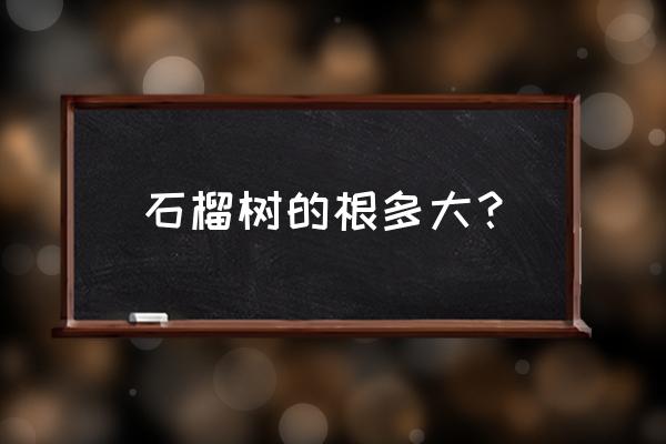 石榴树树干不直咋办 石榴树的根多大？