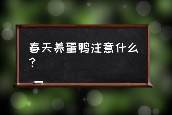 养鸭的保温室如何建 春天养蛋鸭注意什么？