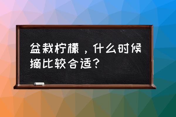 柠檬果长到什么程度可以摘 盆栽柠檬，什么时候摘比较合适？