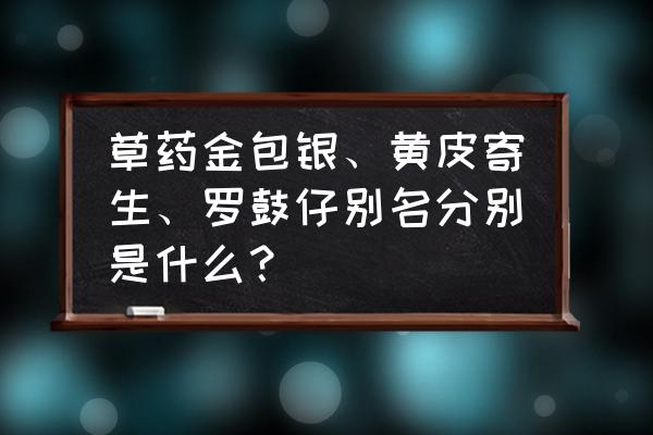 黄皮寄生树的药用价值 草药金包银、黄皮寄生、罗鼓仔别名分别是什么？