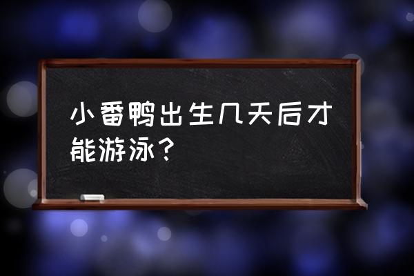 制作会游泳的小鸭子 小番鸭出生几天后才能游泳？