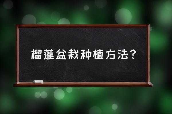 榴莲盆栽的养殖方法 榴莲盆栽种植方法？