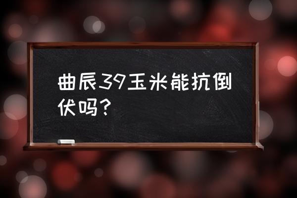 玉米倒伏解决方法 曲辰39玉米能抗倒伏吗？