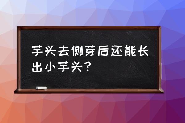 芋头侧芽除掉过二天又长怎么办 芋头去侧芽后还能长出小芋头？