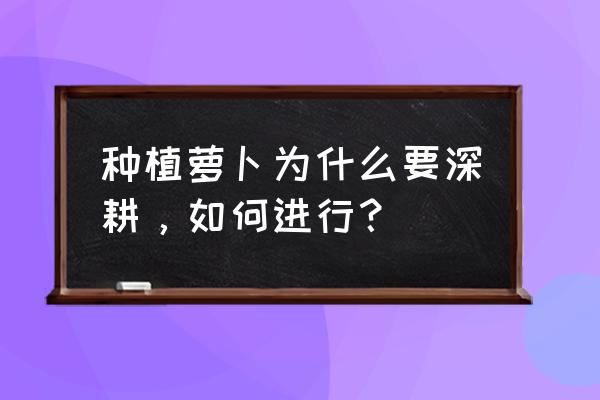 怎样快速种萝卜 种植萝卜为什么要深耕，如何进行？