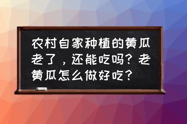 黄瓜的五种用途 农村自家种植的黄瓜老了，还能吃吗？老黄瓜怎么做好吃？