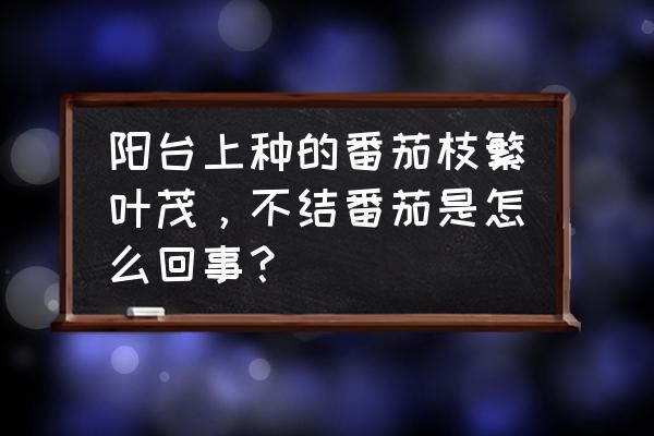 西红柿太多吃不了怎么办 阳台上种的番茄枝繁叶茂，不结番茄是怎么回事？