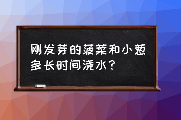 四季葱种子要不要浸泡 刚发芽的菠菜和小葱多长时间浇水？