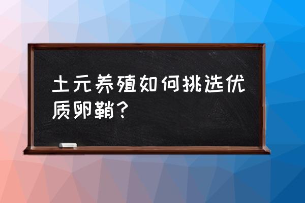 土元的养殖技术大全 土元养殖如何挑选优质卵鞘？