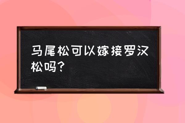 柏树适合嫁接什么 马尾松可以嫁接罗汉松吗？