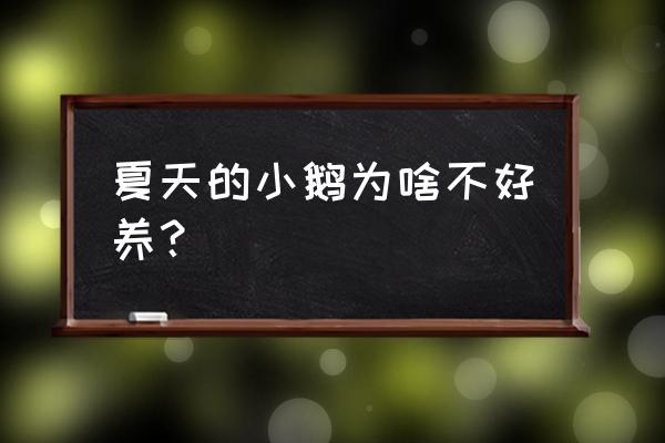 鹅苗怎么养才不会死 夏天的小鹅为啥不好养？