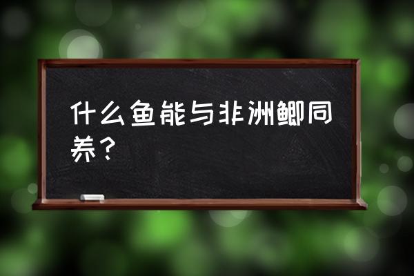 在家怎么养非洲鱼 什么鱼能与非洲鲫同养？