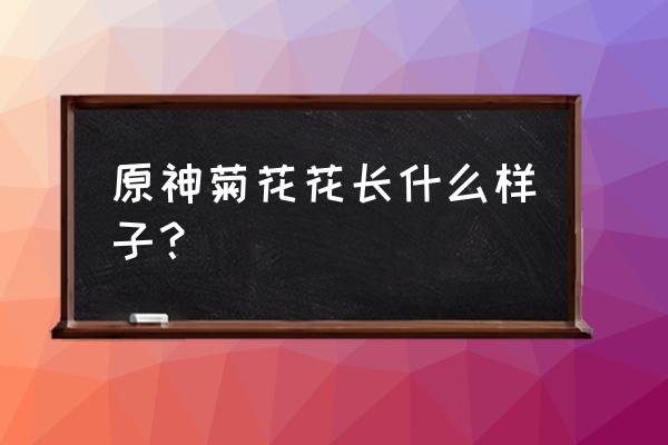 原神果酱怎么加工 原神菊花花长什么样子？