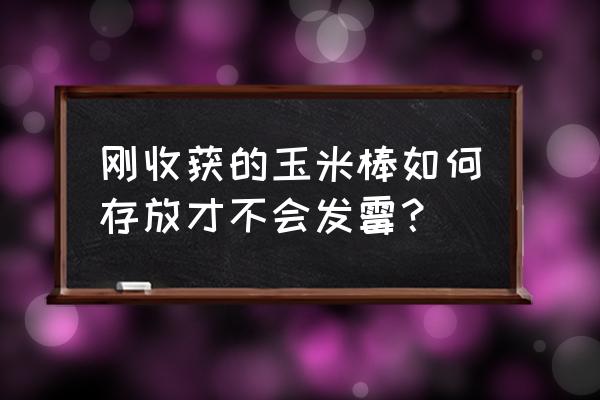 嫩包谷的正确保存方法 刚收获的玉米棒如何存放才不会发霉？