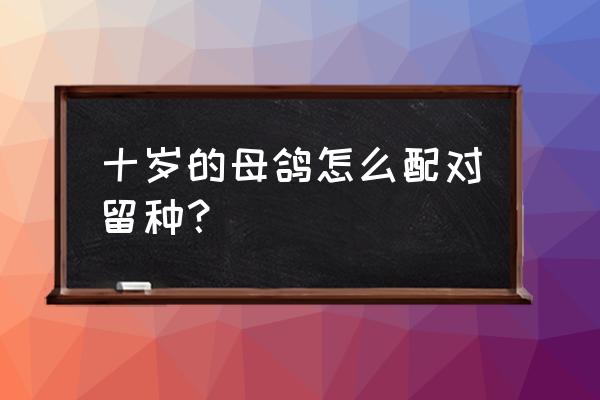 鸽子最佳留种方法 十岁的母鸽怎么配对留种？