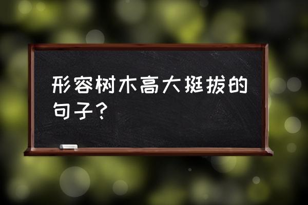 红枫怎样才能主干粗壮 形容树木高大挺拔的句子？