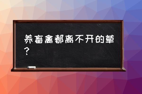 高丹草种子价格 养畜禽都离不开的草？