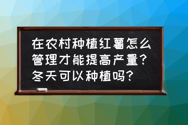 红薯怎么种的产量高 在农村种植红薯怎么管理才能提高产量？冬天可以种植吗？