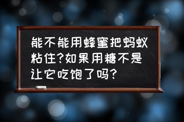 蜂蜜里面进蚂蚁怎么办小妙招 能不能用蜂蜜把蚂蚁粘住?如果用糖不是让它吃饱了吗？