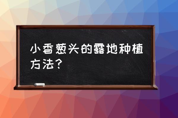 买的小葱怎么栽培 小香葱头的露地种植方法？