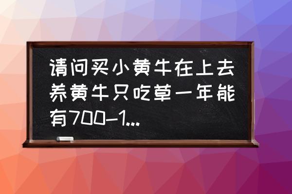 新手养小黄牛 请问买小黄牛在上去养黄牛只吃草一年能有700-1000斤吗？要怎么养才能一年有700-1000斤？