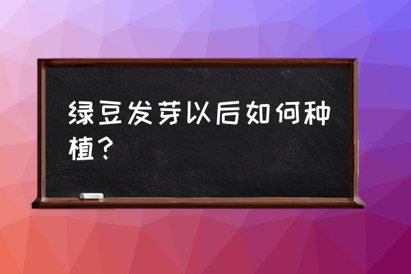 绿豆种植方法详细步骤 绿豆发芽以后如何种植？