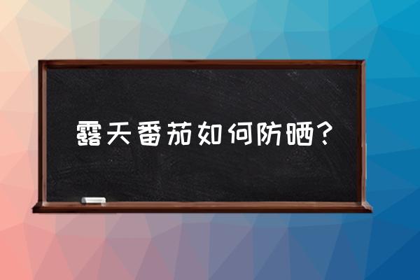 阳台不是露天种西红柿怎样种好 露天番茄如何防晒？