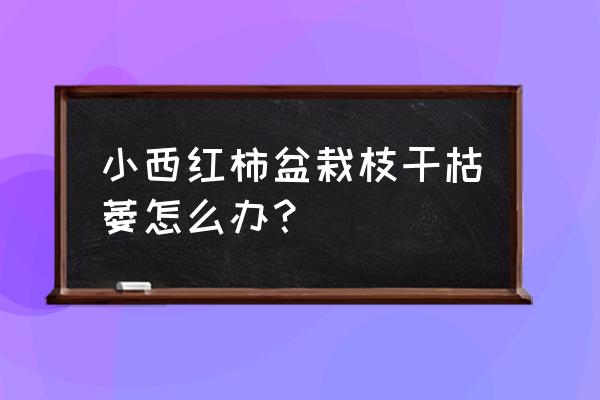 西红柿新梢打蔫怎么办 小西红柿盆栽枝干枯萎怎么办？