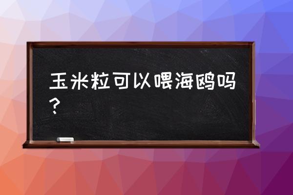 海鸥一般吃什么东西 玉米粒可以喂海鸥吗？