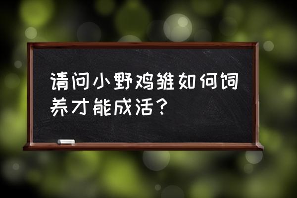 小鸭子刚出来怎么养 请问小野鸡雏如何饲养才能成活？