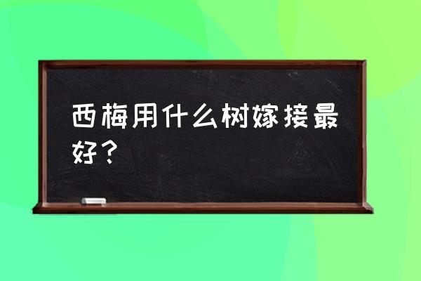 李梅与乌梅是同一个东西嘛 西梅用什么树嫁接最好？