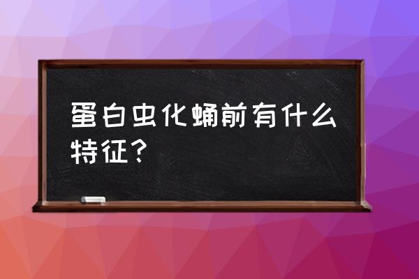 面包虫化蛹需要注意什么 蛋白虫化蛹前有什么特征？