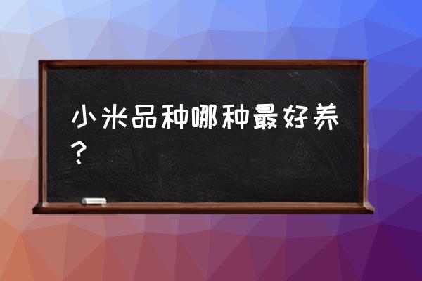 优良种子哪种最好 小米品种哪种最好养？