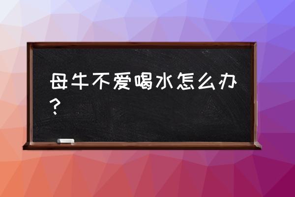 冬季牛羊喝水是怎样解决的 母牛不爱喝水怎么办？