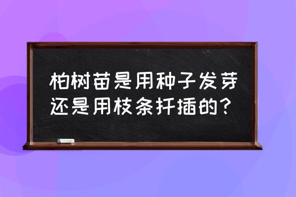 龙柏扦插什么苗最好 柏树苗是用种子发芽还是用枝条扦插的？