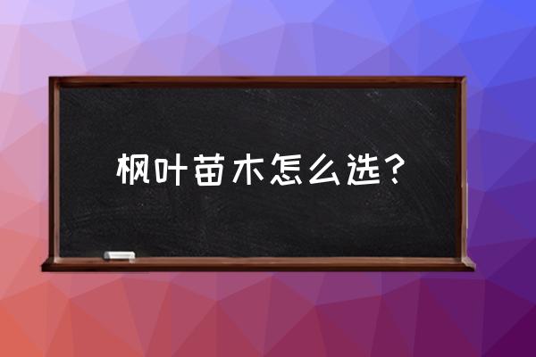 血皮槭哪个品种好 枫叶苗木怎么选？