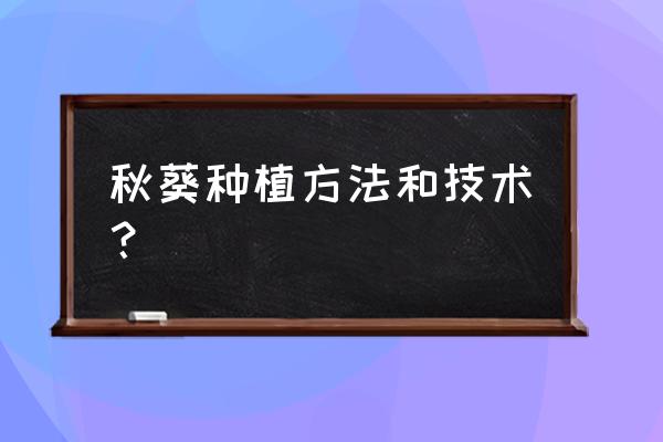 秋葵种植技术和种植时间 秋葵种植方法和技术？